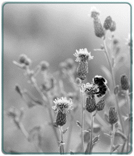 Bumblebee on Thistle in Summertime